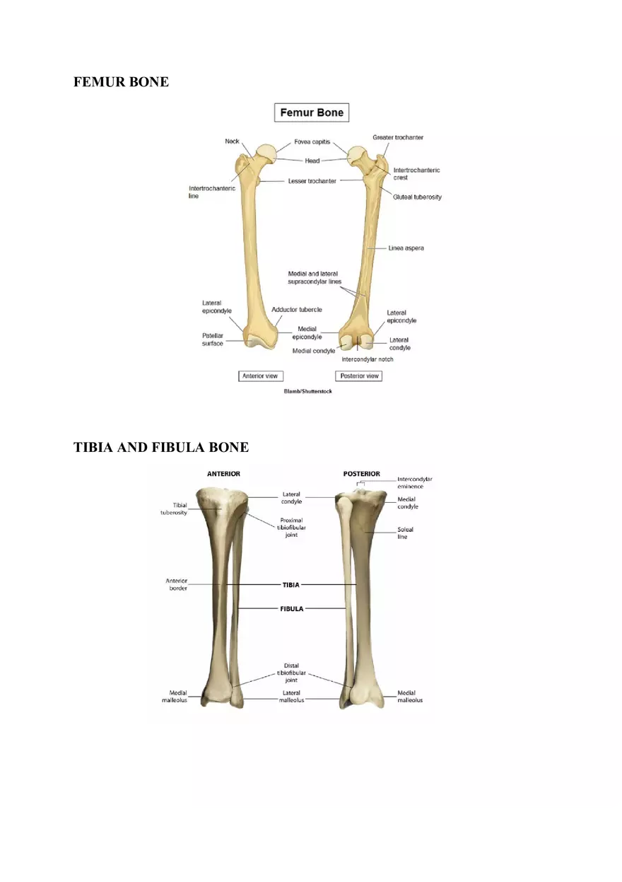 Clavicle Bone Markings - Page 8