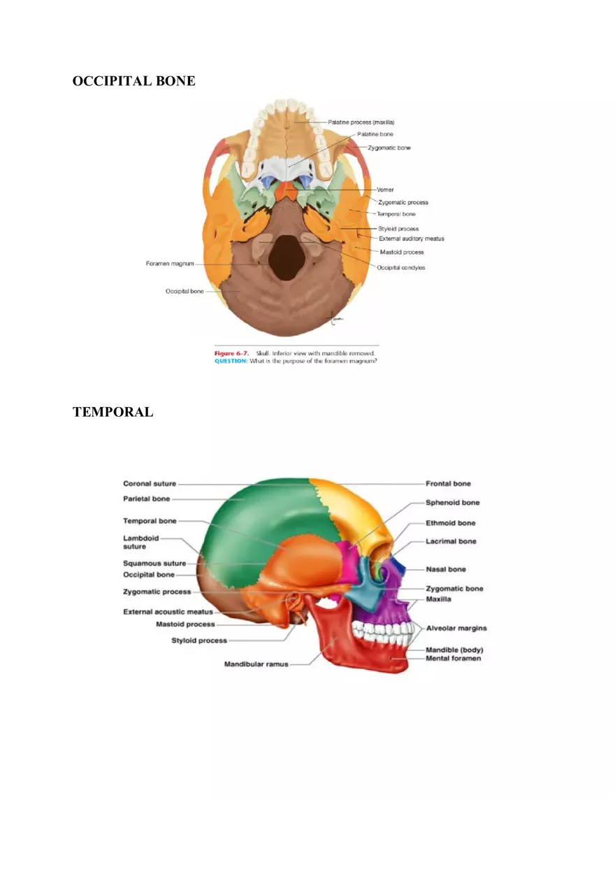 Clavicle Bone Markings - Page 9