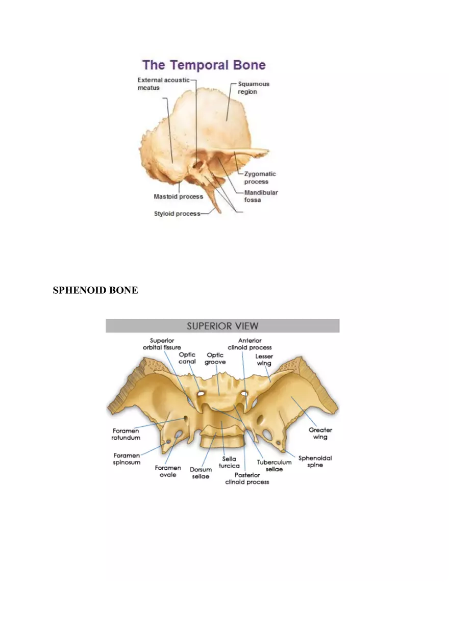 Clavicle Bone Markings - Page 10