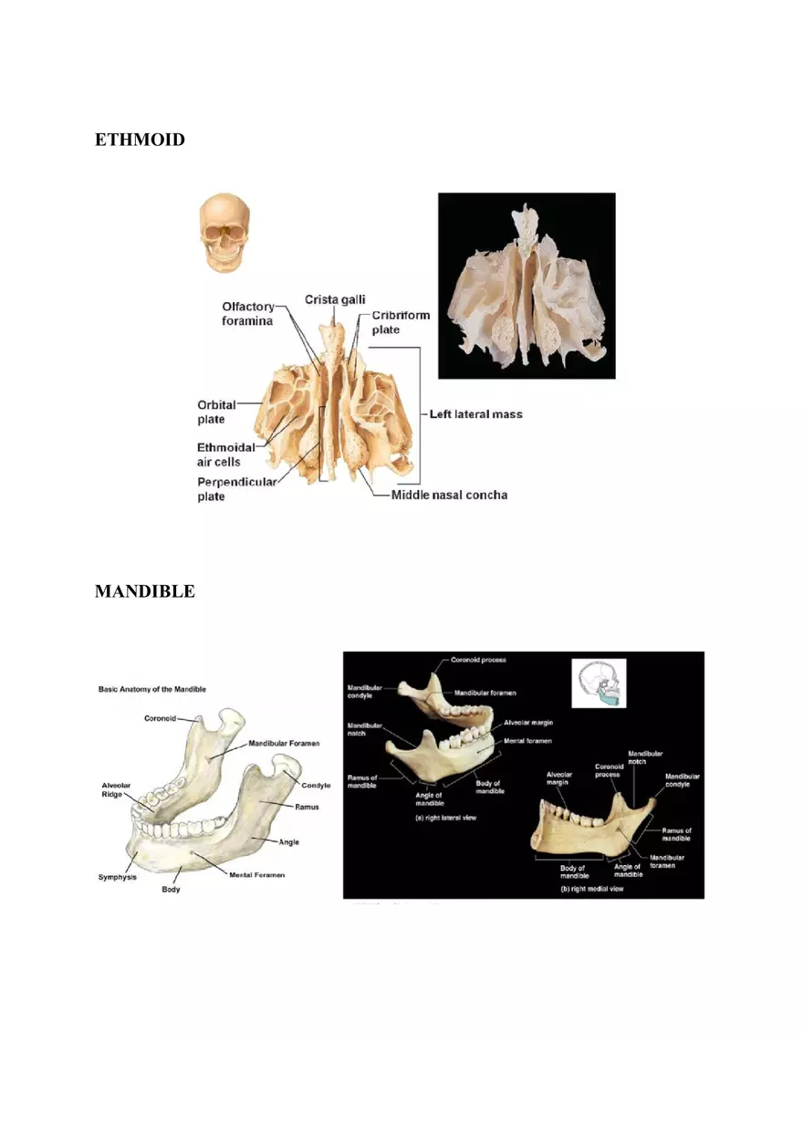 Clavicle Bone Markings - Page 11
