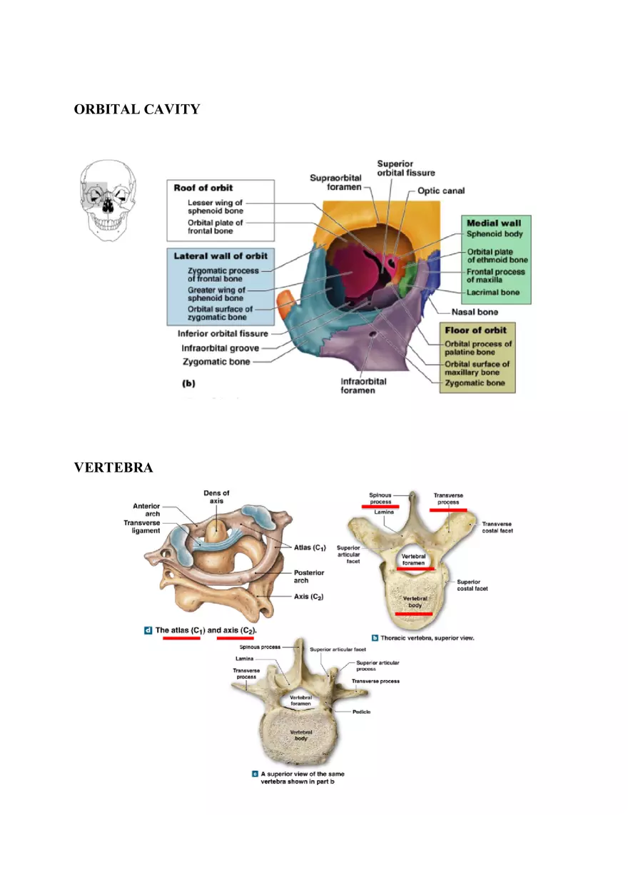 Clavicle Bone Markings - Page 12