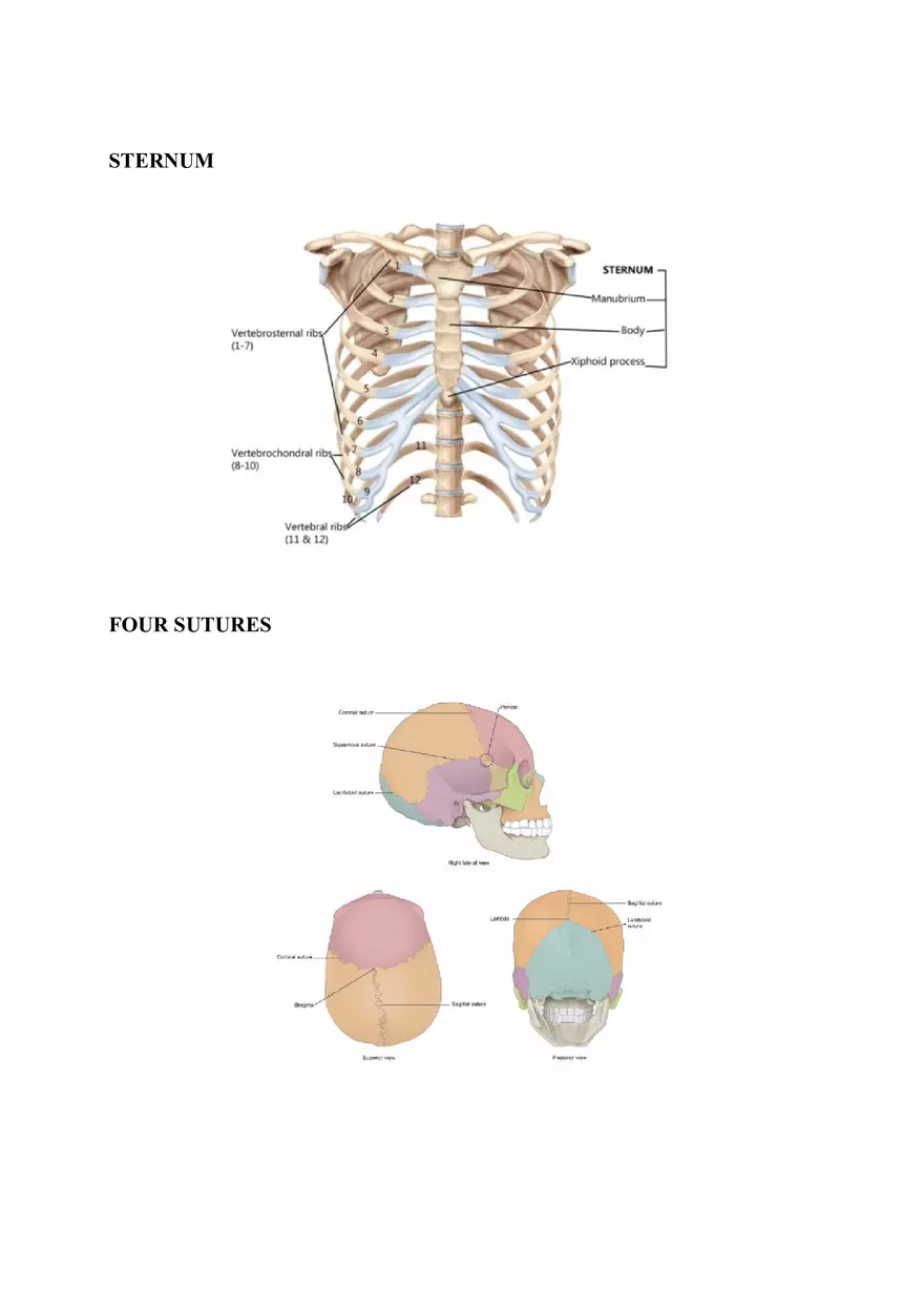 Clavicle Bone Markings - Page 13
