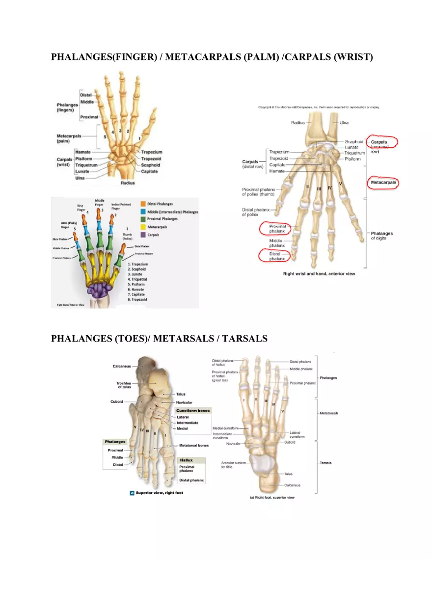 Clavicle Bone Markings - Page 14