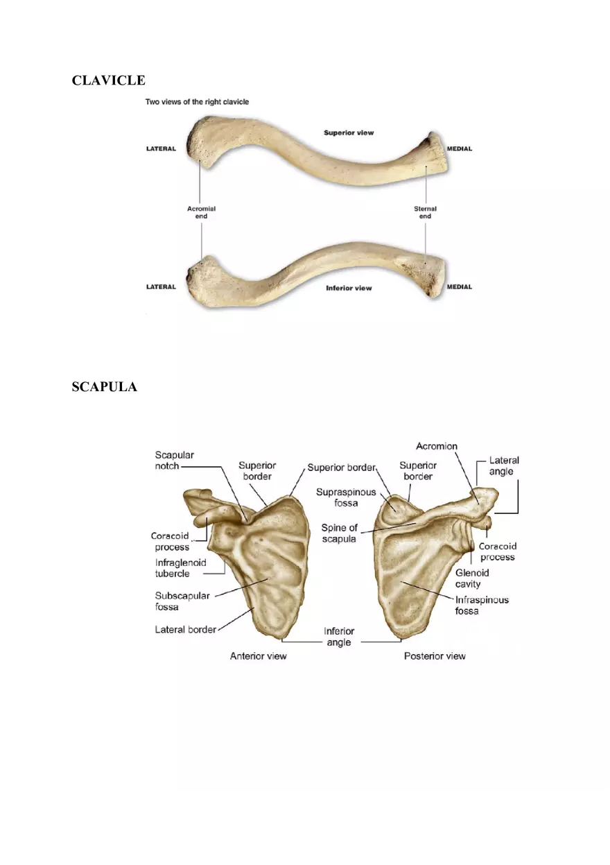 Clavicle Bone Markings - Page 1