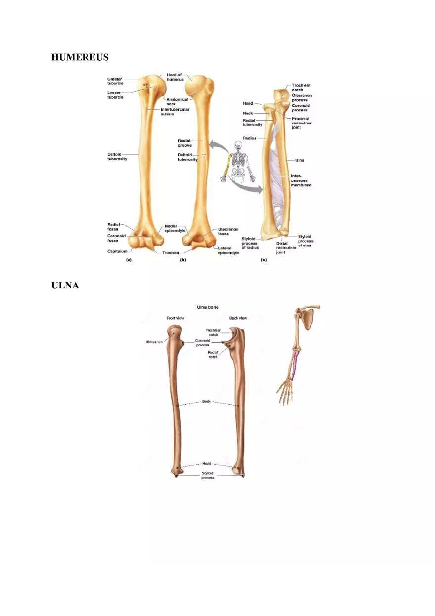 Clavicle Bone Markings - Page 2