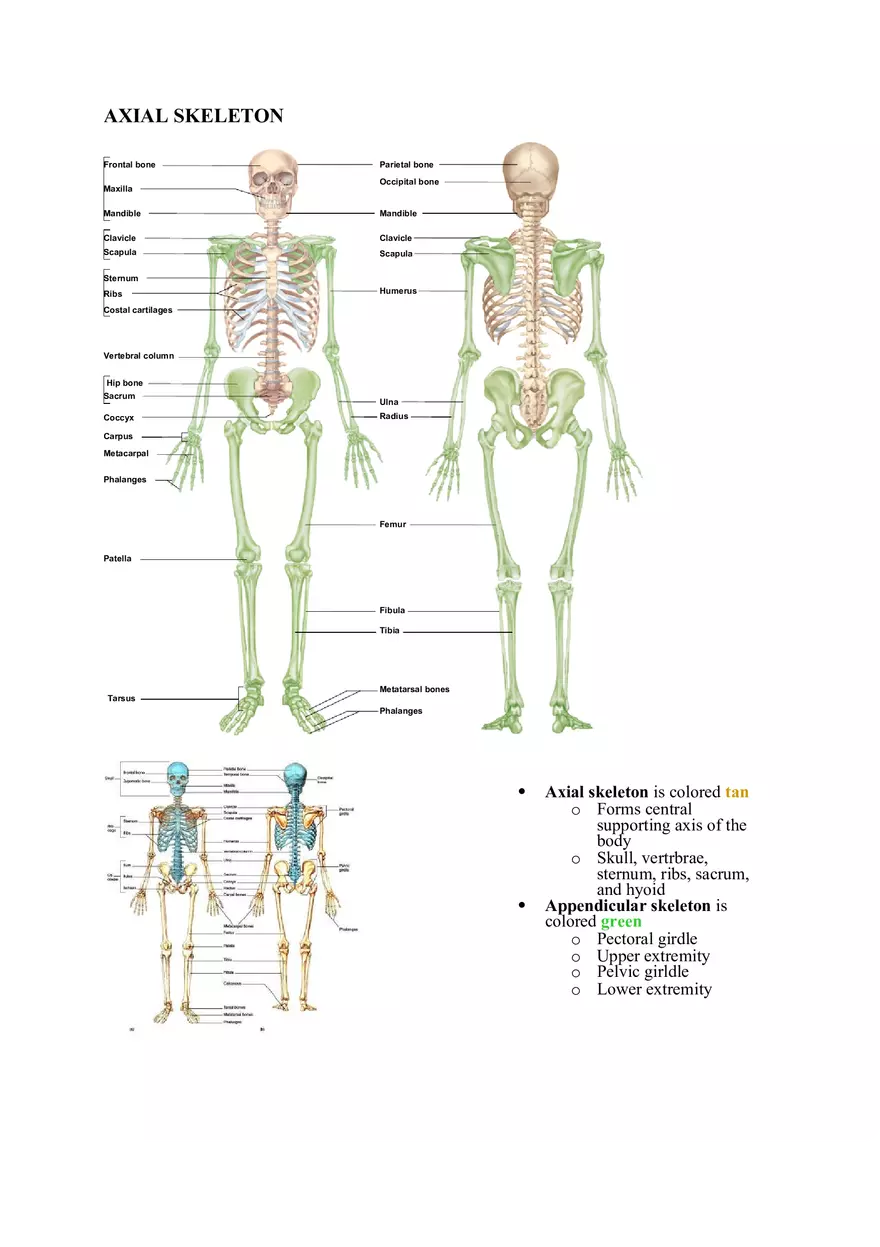Clavicle Bone Markings - Page 3