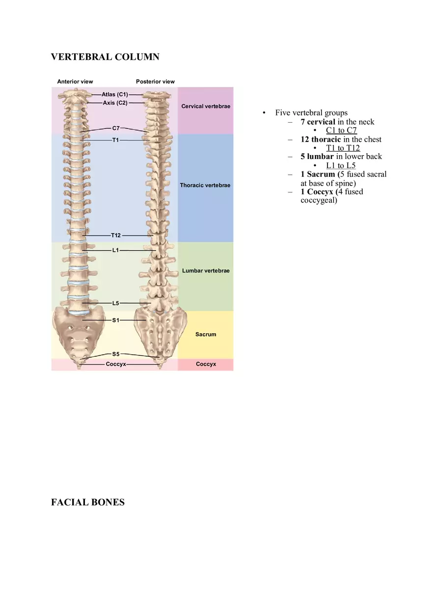 Clavicle Bone Markings - Page 4