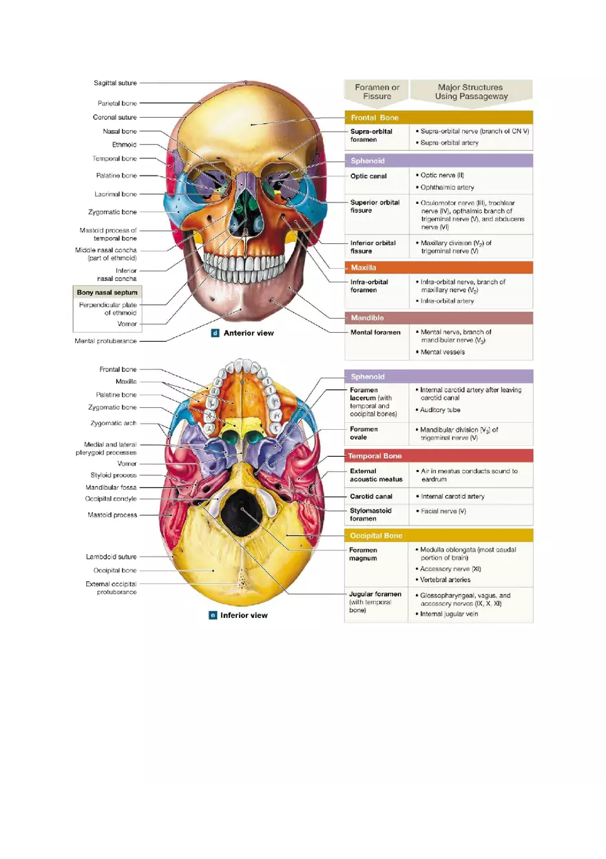 Clavicle Bone Markings - Page 5