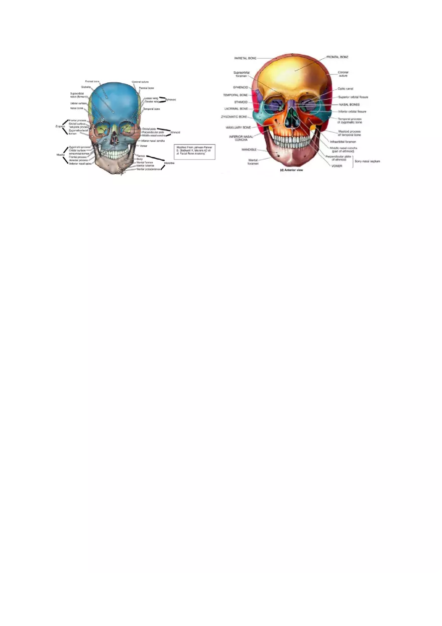 Clavicle Bone Markings - Page 6