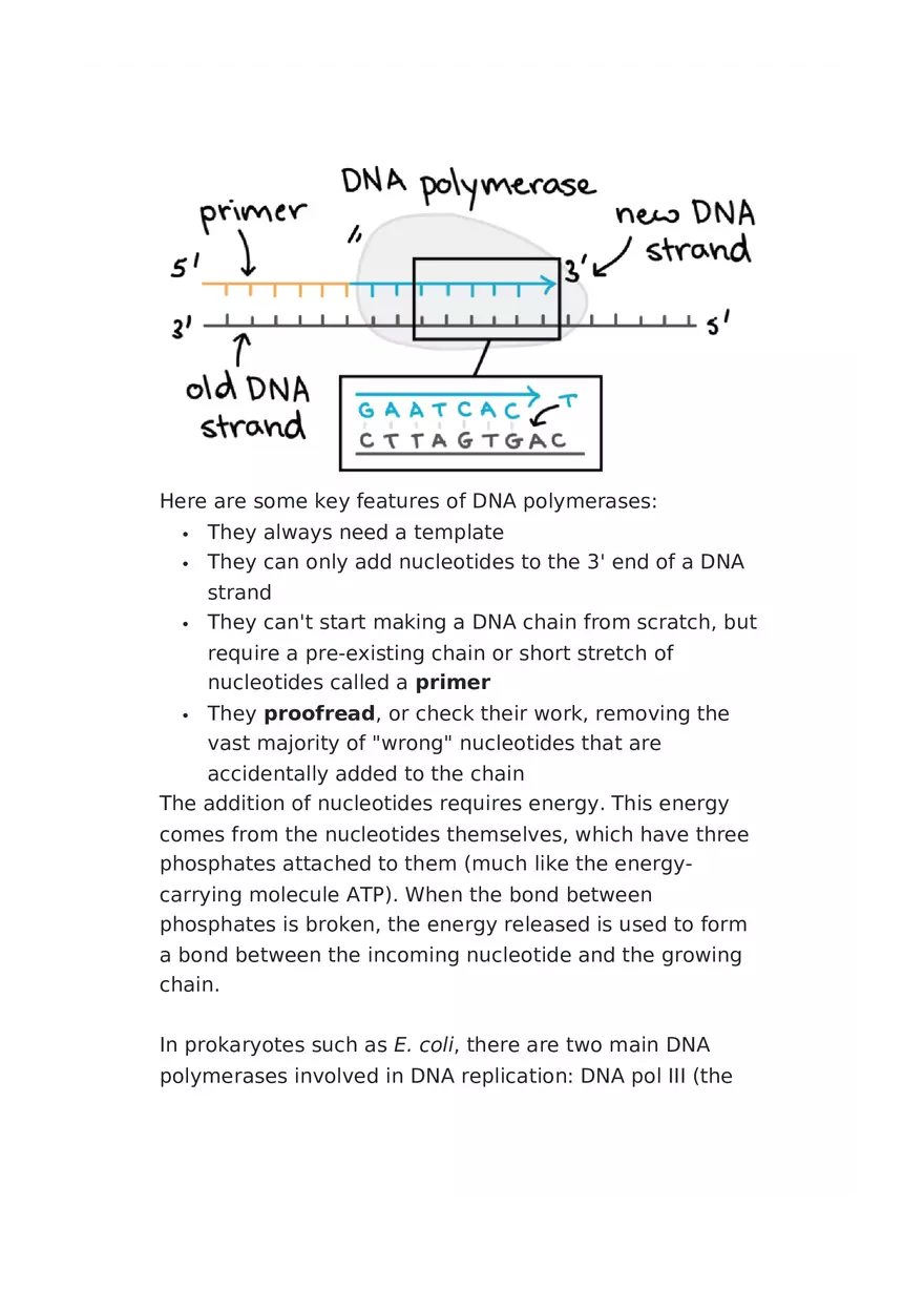 DNA Replication Notes - Page 8
