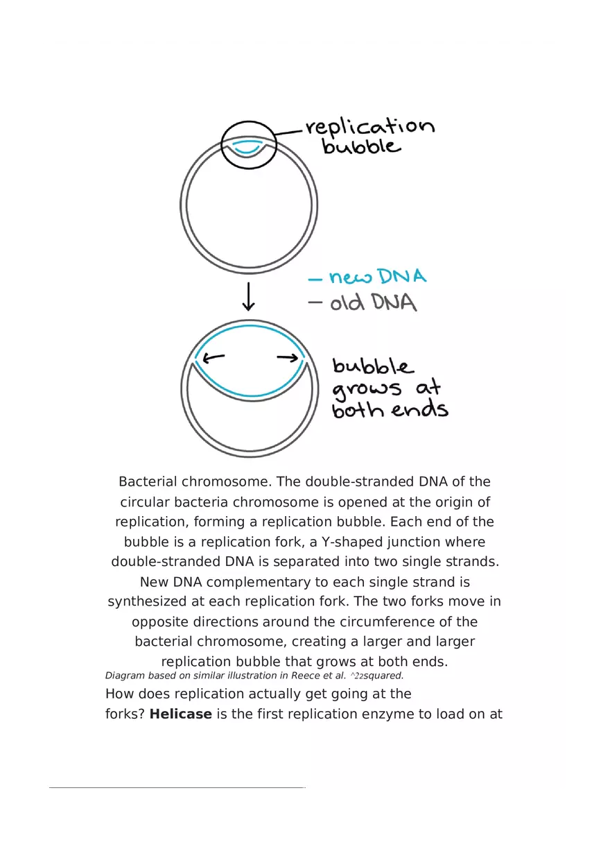 DNA Replication Notes - Page 10