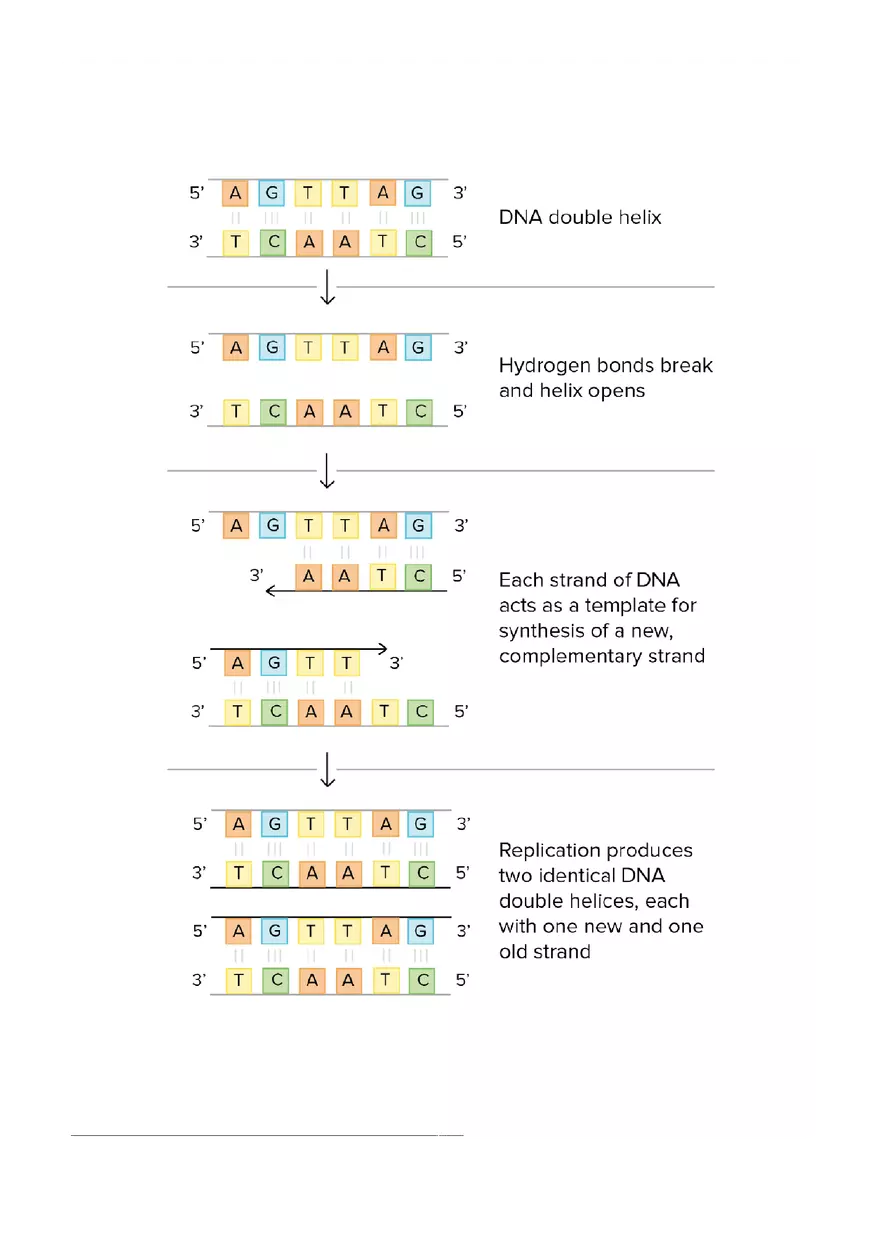 DNA Replication Notes - Page 6