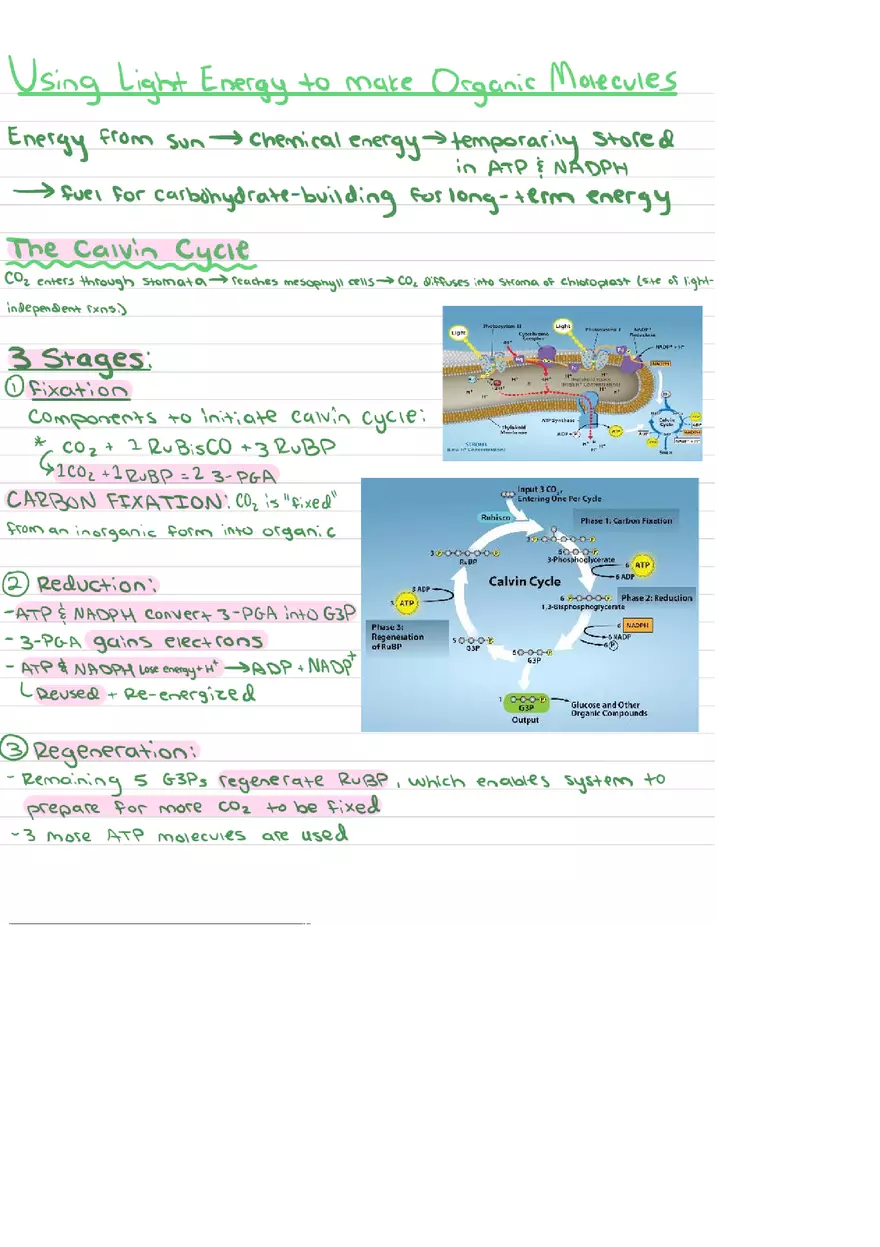 Food Chains Unit 2 Notes - Page 7