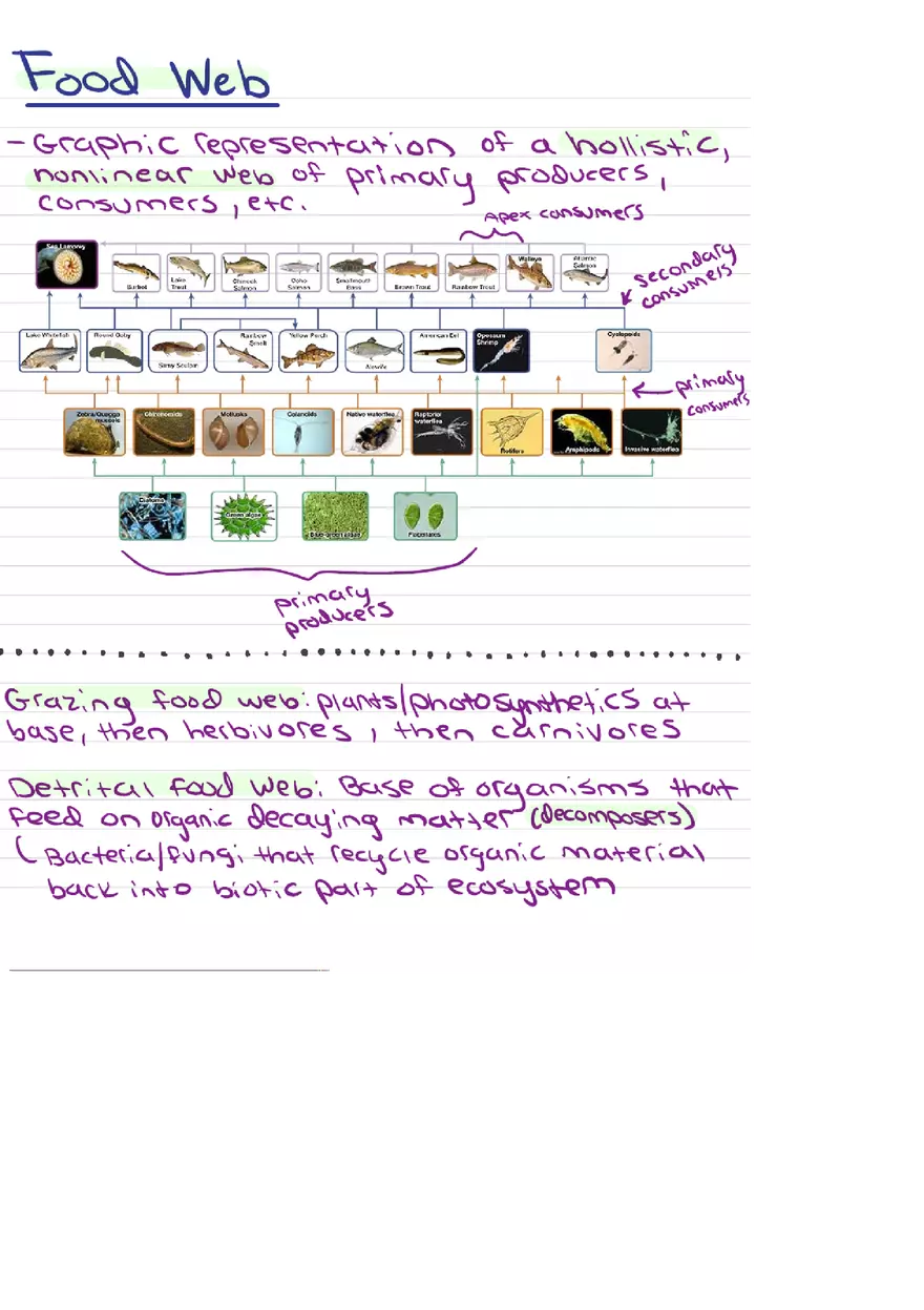 Food Chains Unit 2 Notes - Page 11