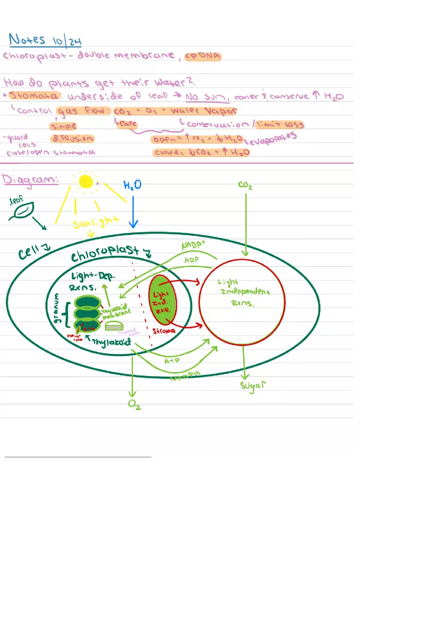 Food Chains Unit 2 Notes - Page 15
