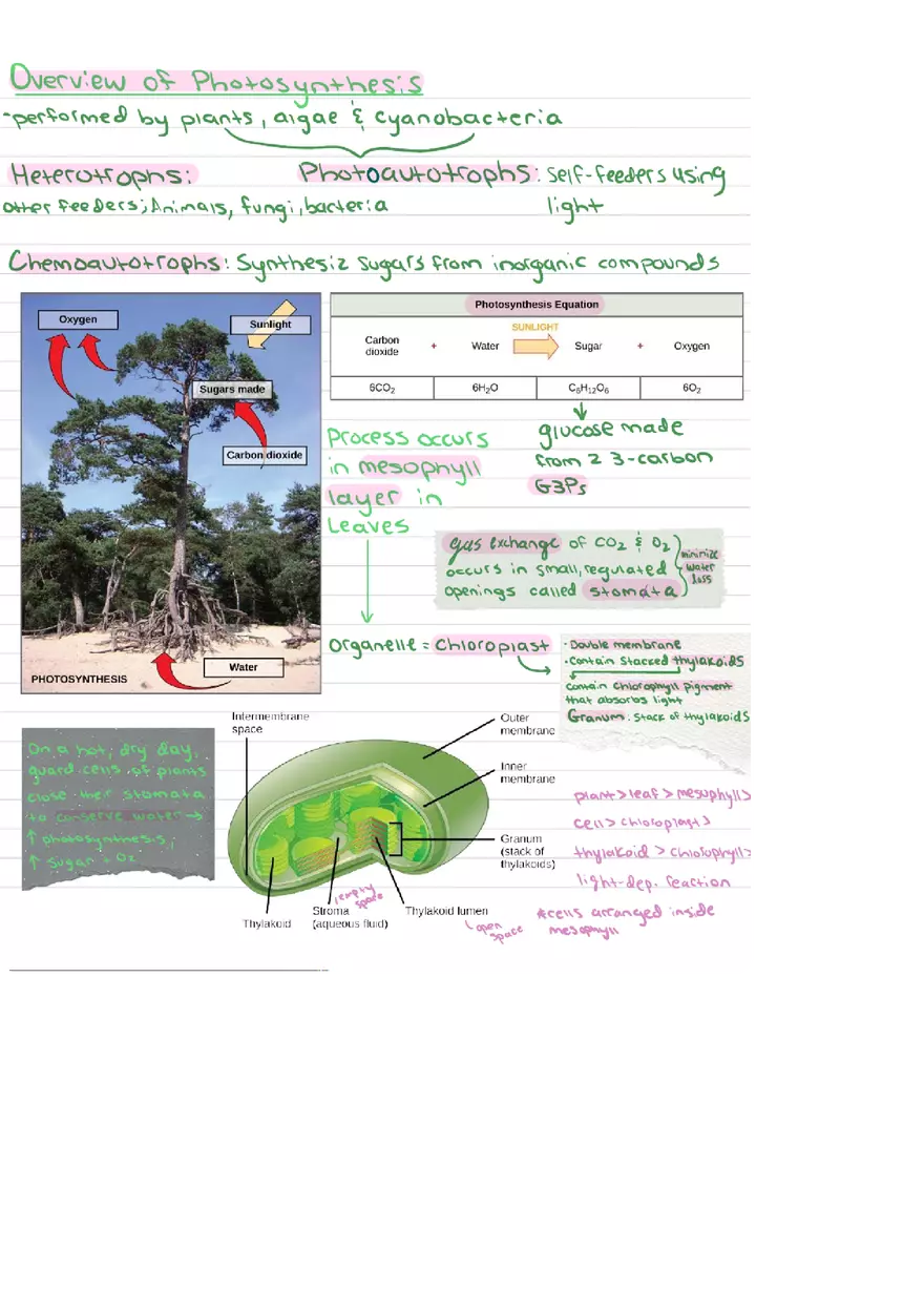 Food Chains Unit 2 Notes - Page 5