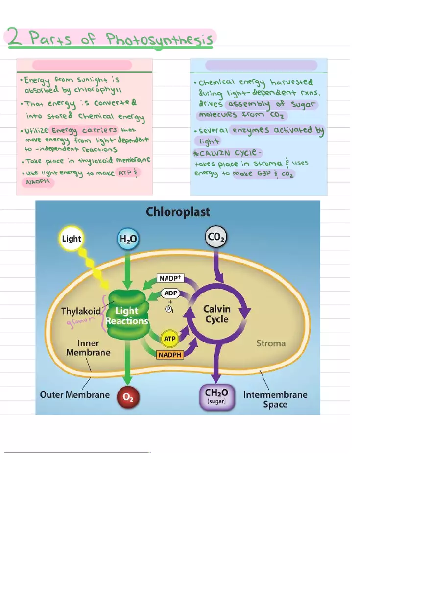 Food Chains Unit 2 Notes - Page 6