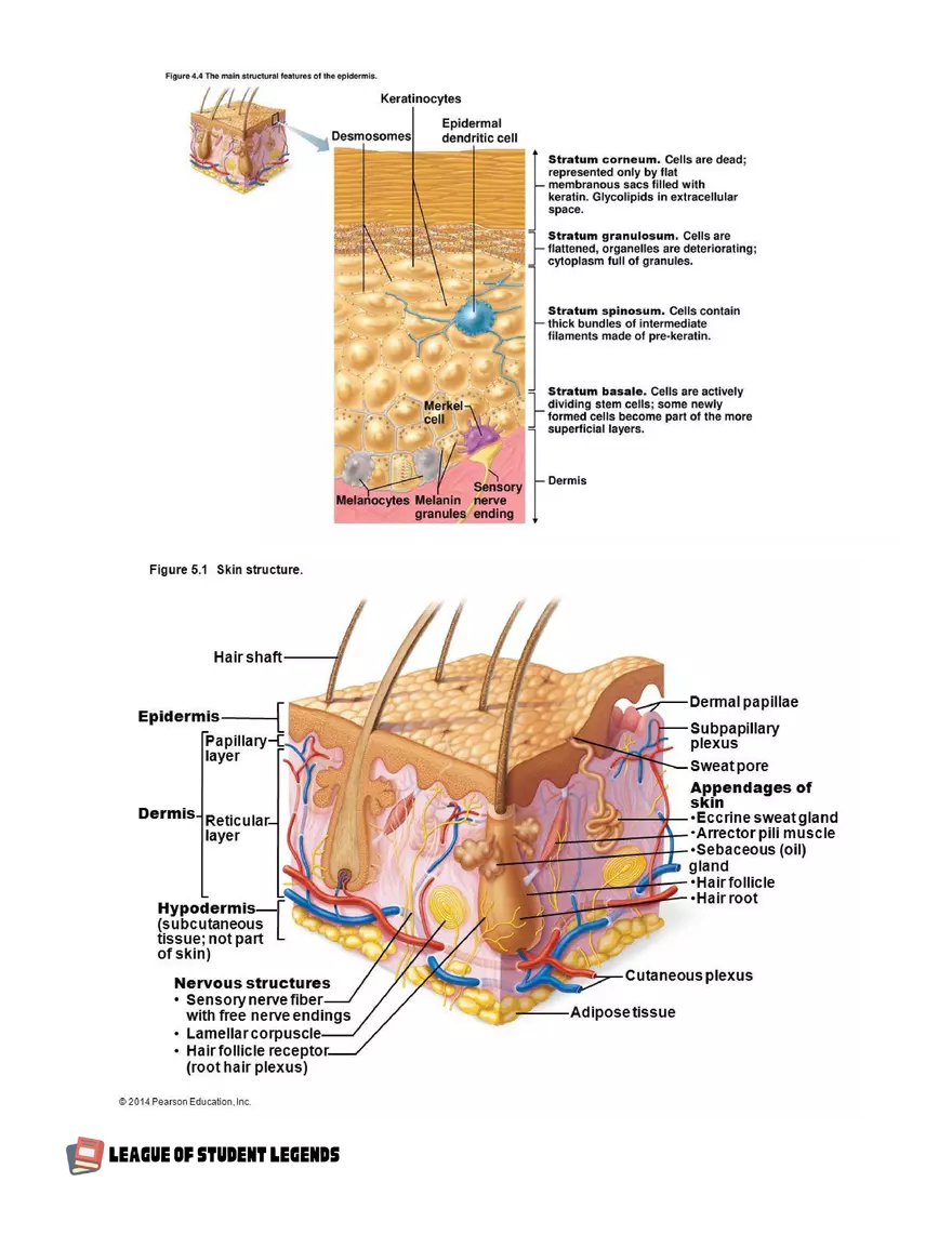 Anatomy and Physiology 1 - Page 42