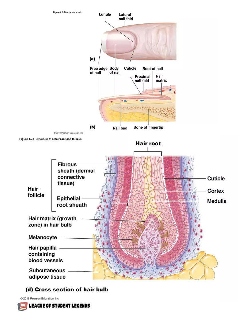 Anatomy and Physiology 1 - Page 43