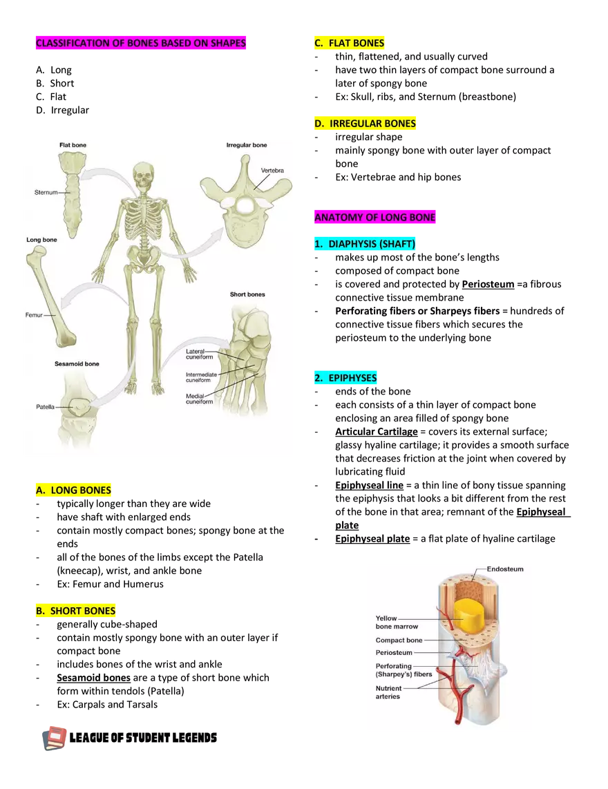 Anatomy and Physiology 1 - Page 45
