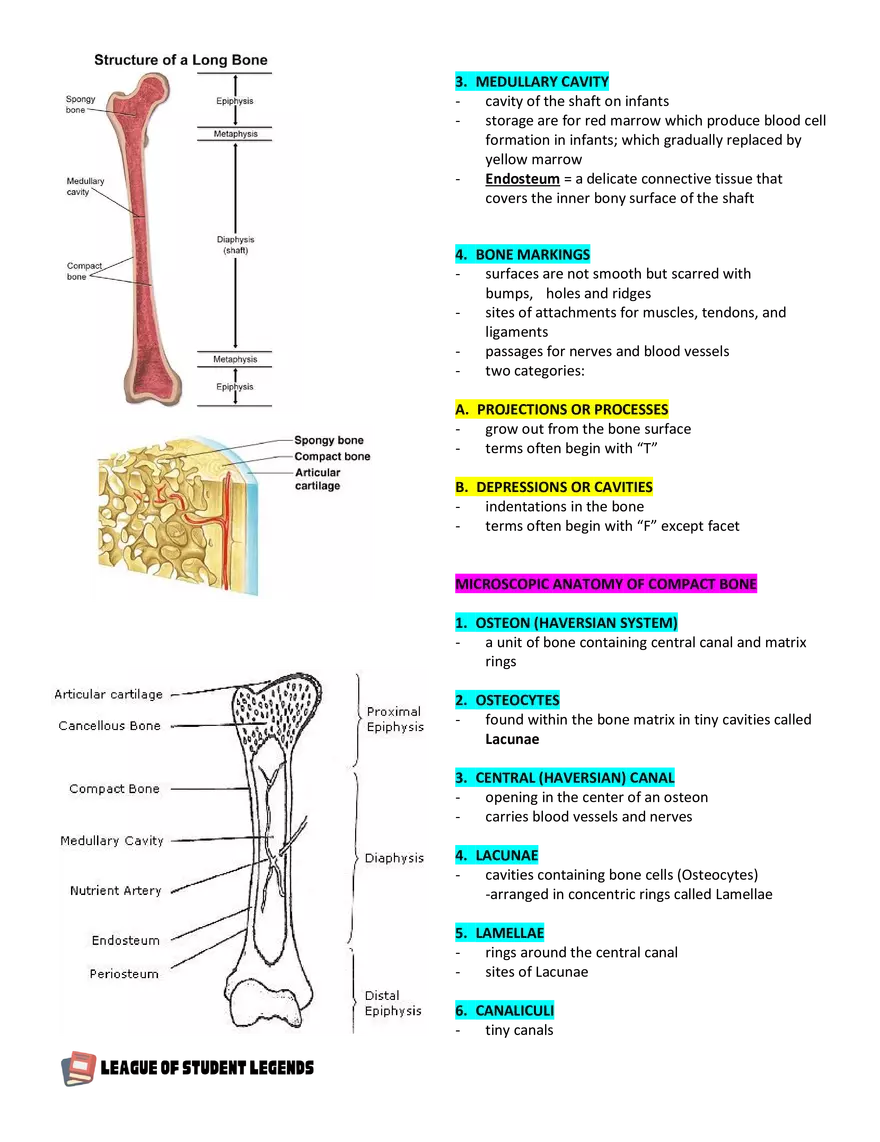 Anatomy and Physiology 1 - Page 47