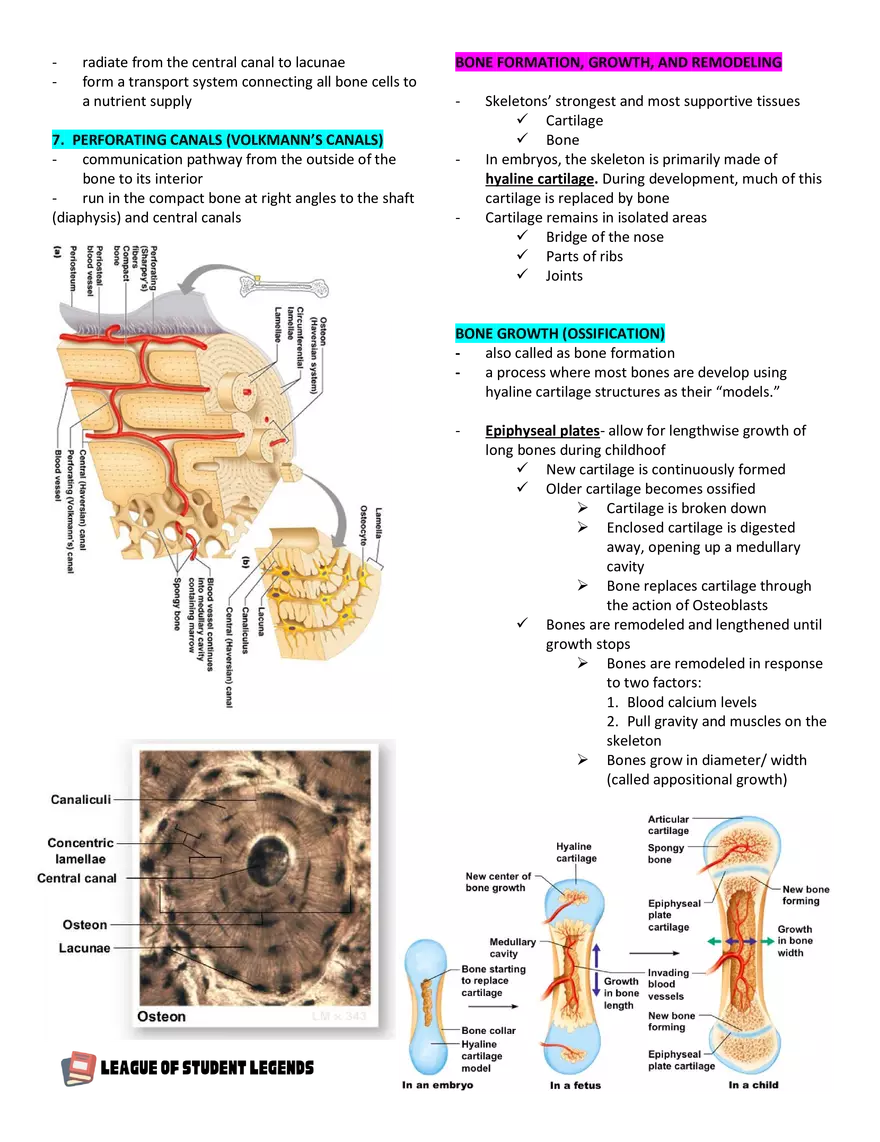 Anatomy and Physiology 1 - Page 48