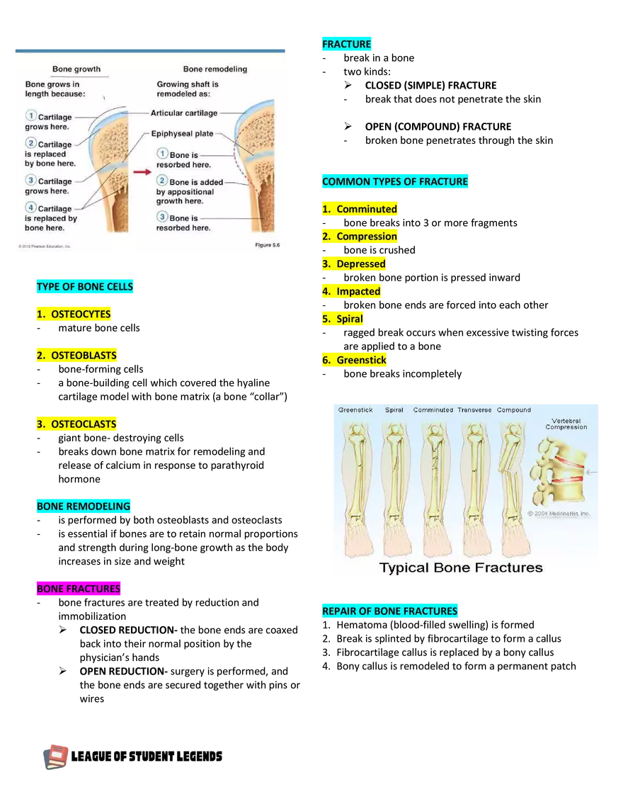 Anatomy and Physiology 1 - Page 49