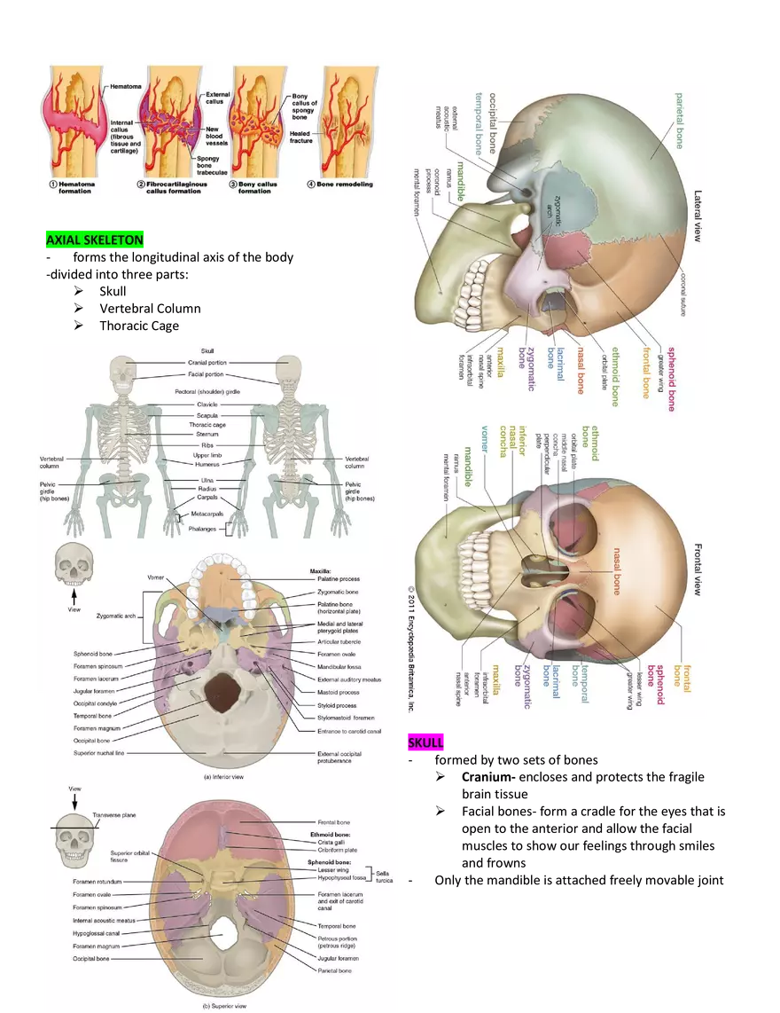 Anatomy and Physiology 1 - Page 50