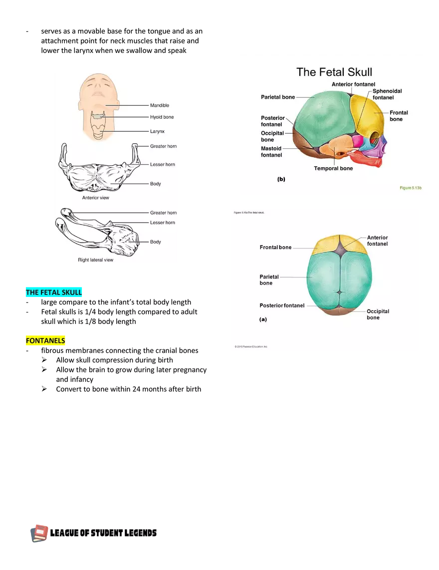 Anatomy and Physiology 1 - Page 53