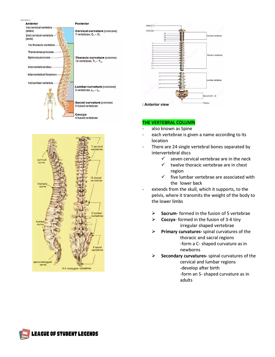 Anatomy and Physiology 1 - Page 54