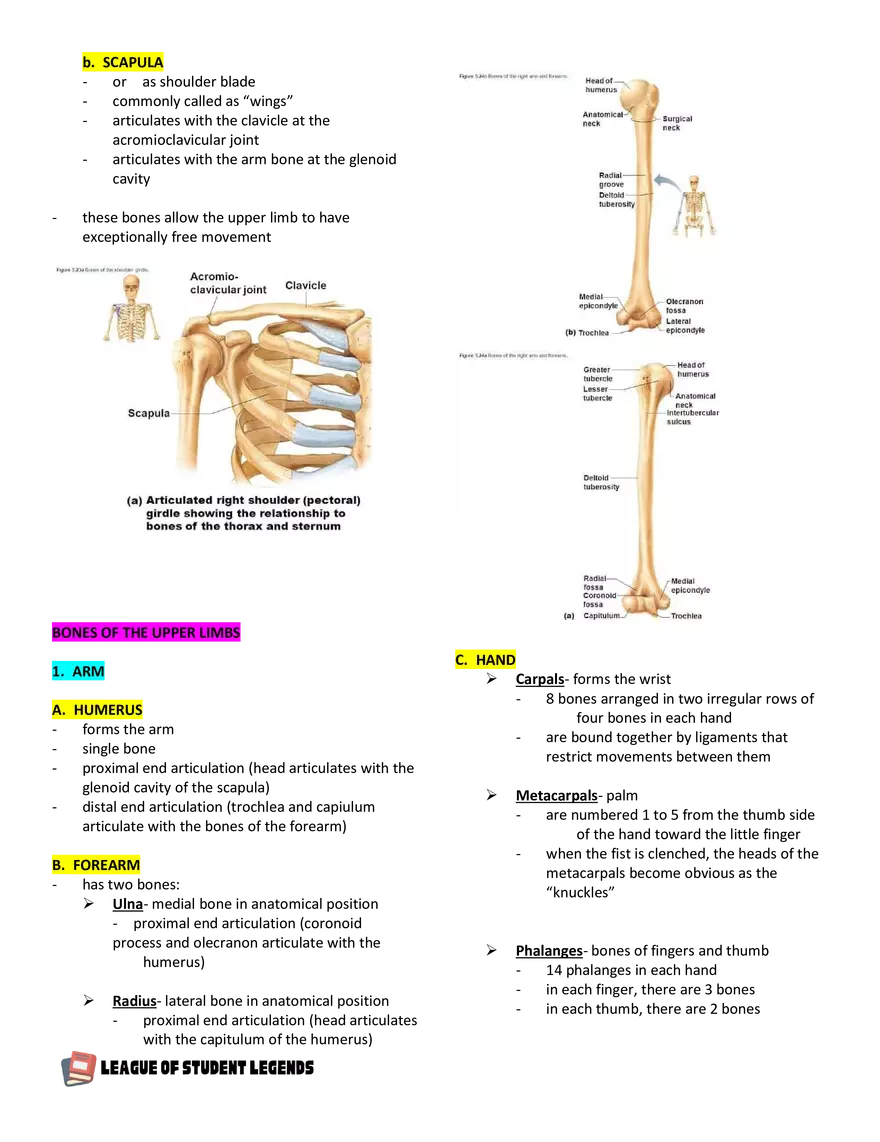 Anatomy and Physiology 1 - Page 58