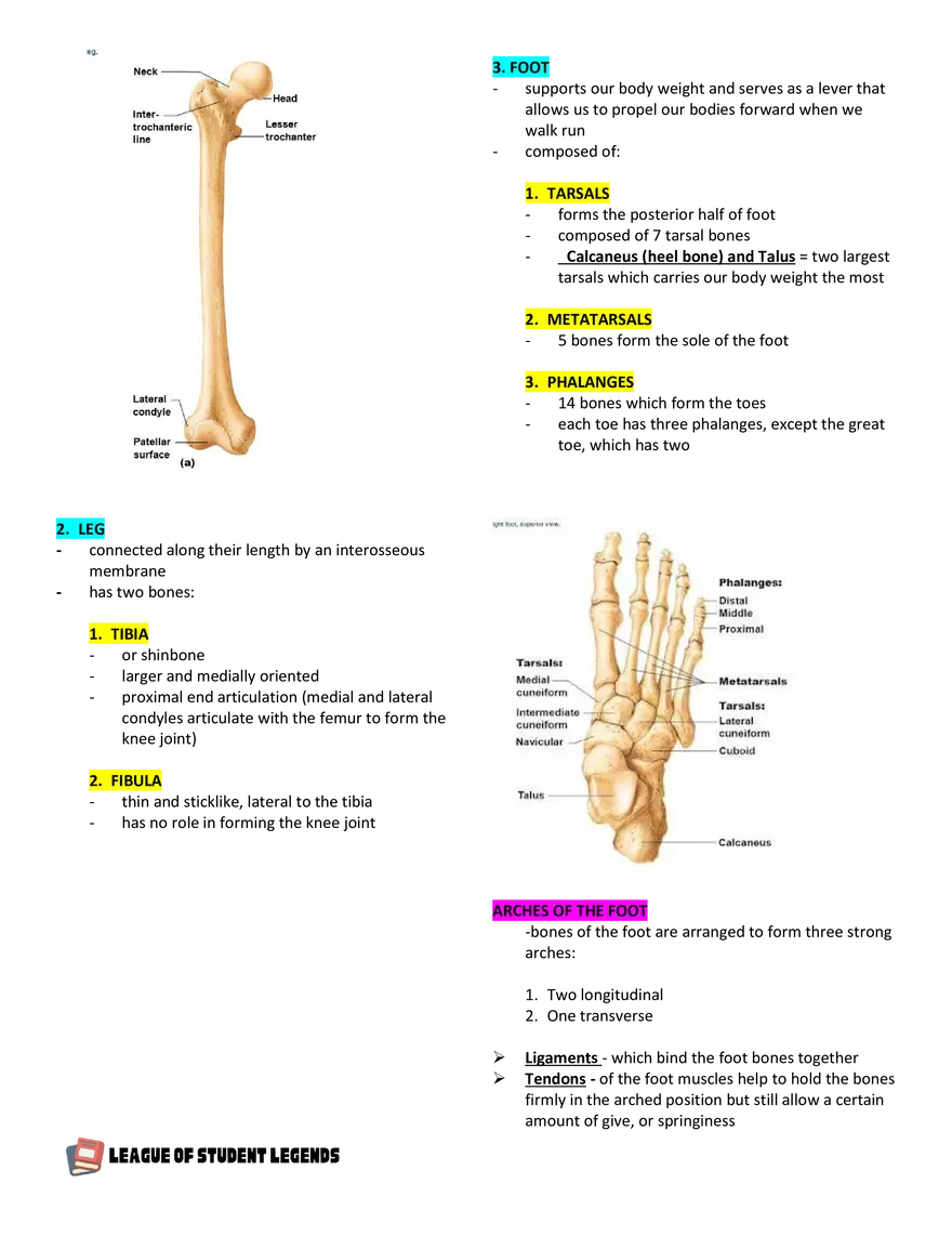 Anatomy and Physiology 1 - Page 60