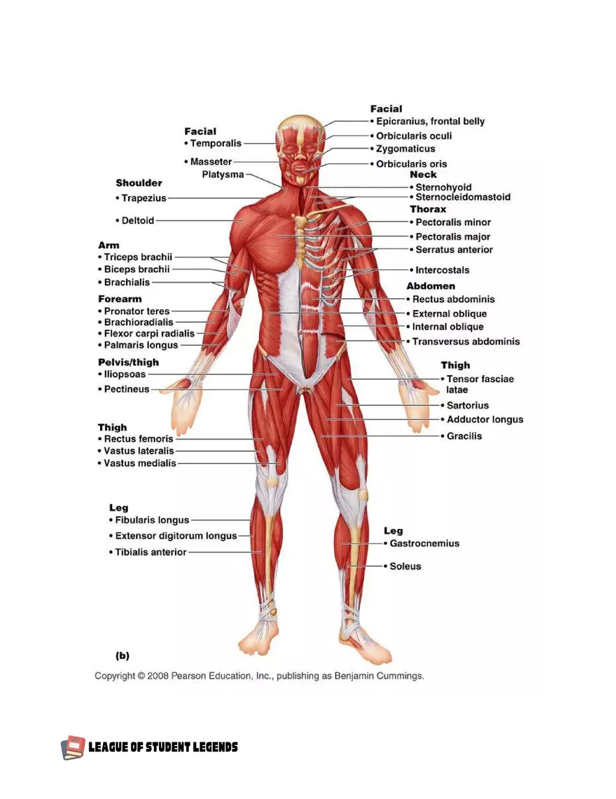 Anatomy and Physiology 1 - Page 77