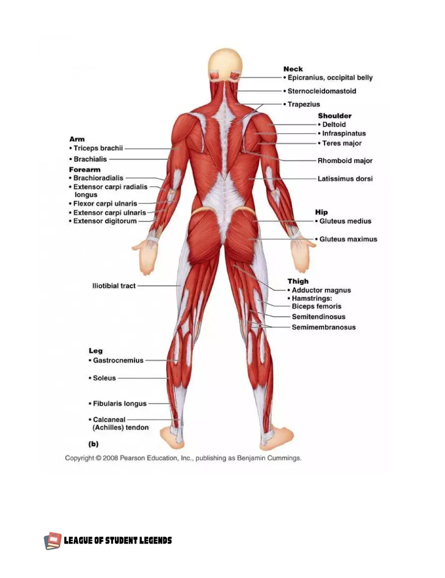 Anatomy and Physiology 1 - Page 78