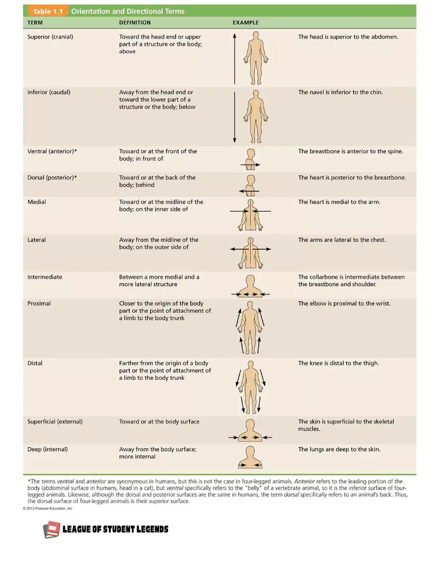 Anatomy and Physiology 1 - Page 90
