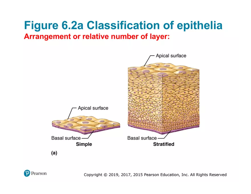 Exercise #6 Classification of Tissues - Epithelial Tissue - Page 7