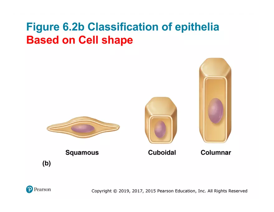 Exercise #6 Classification of Tissues - Epithelial Tissue - Page 8