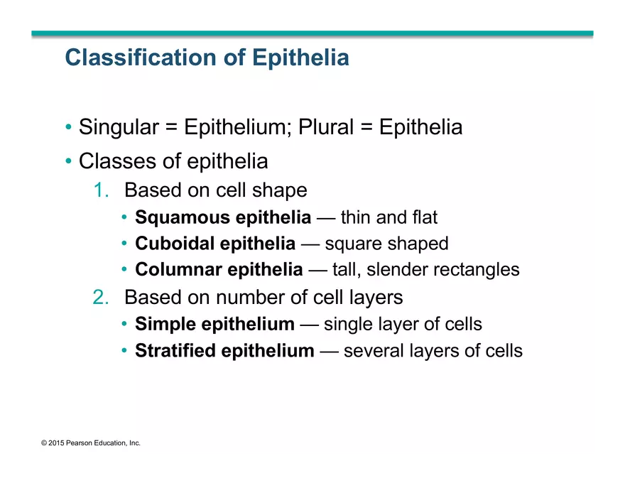 Exercise #6 Classification of Tissues - Epithelial Tissue - Page 9