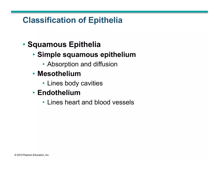 Exercise #6 Classification of Tissues - Epithelial Tissue - Page 10