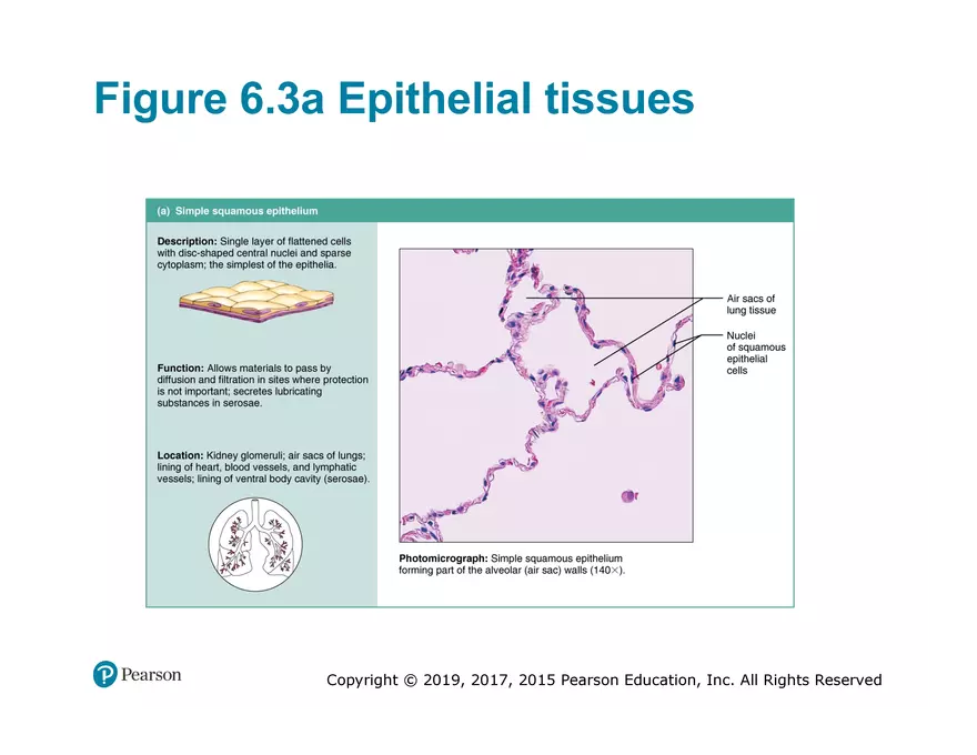 Exercise #6 Classification of Tissues - Epithelial Tissue - Page 11