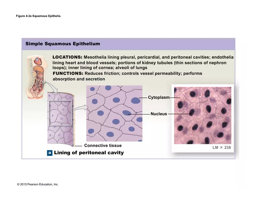 Exercise #6 Classification of Tissues - Epithelial Tissue - Page 12