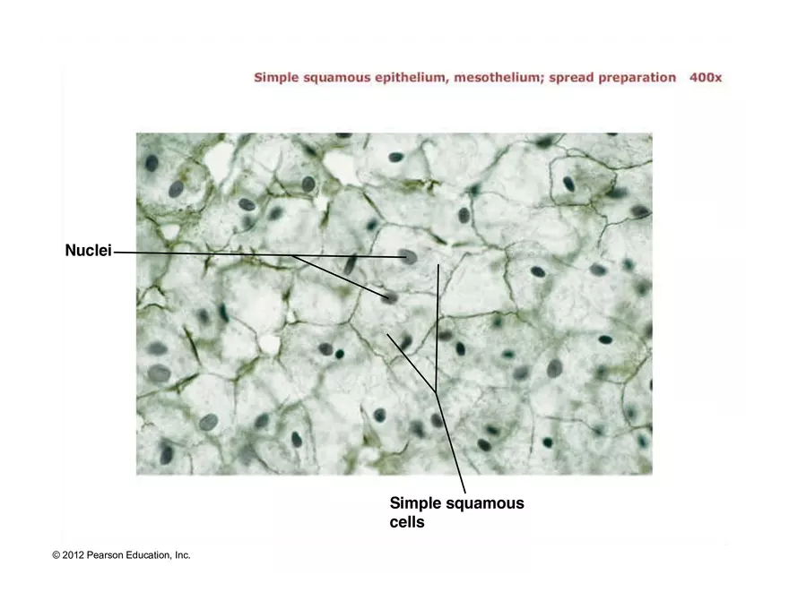 Exercise #6 Classification of Tissues - Epithelial Tissue - Page 14