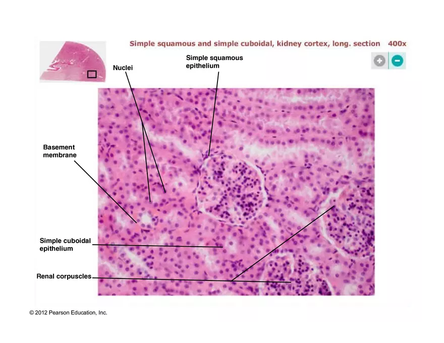 Exercise #6 Classification of Tissues - Epithelial Tissue - Page 15