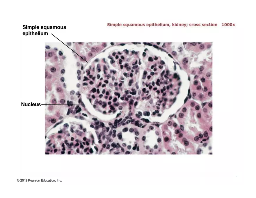 Exercise #6 Classification of Tissues - Epithelial Tissue - Page 16