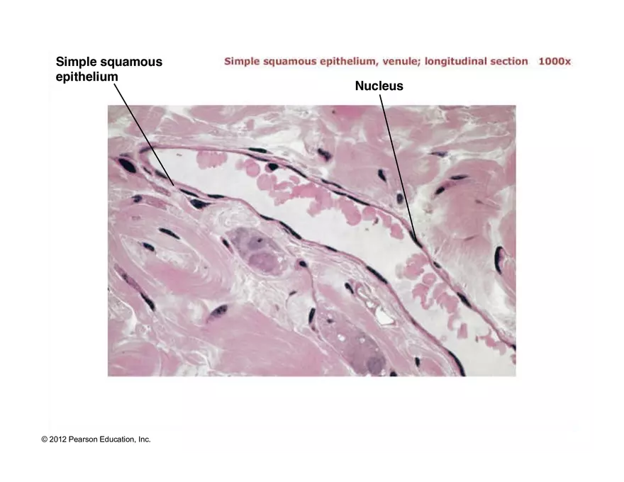 Exercise #6 Classification of Tissues - Epithelial Tissue - Page 17