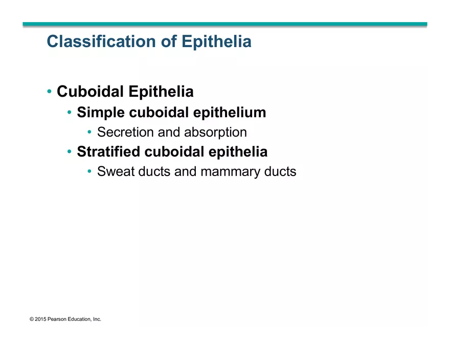 Exercise #6 Classification of Tissues - Epithelial Tissue - Page 18