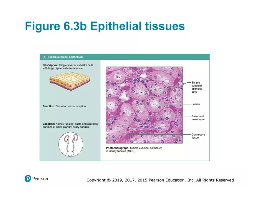 Exercise #6 Classification of Tissues - Epithelial Tissue - Page 19