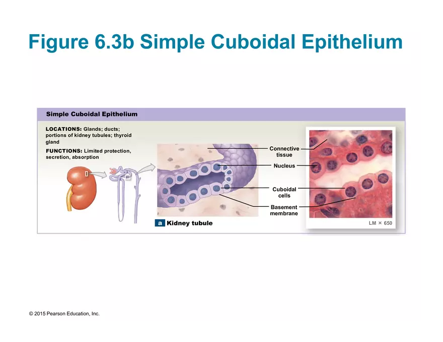 Exercise #6 Classification of Tissues - Epithelial Tissue - Page 20