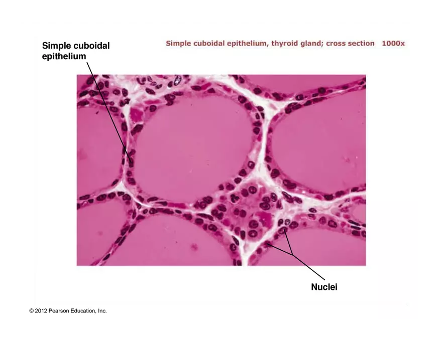 Exercise #6 Classification of Tissues - Epithelial Tissue - Page 21