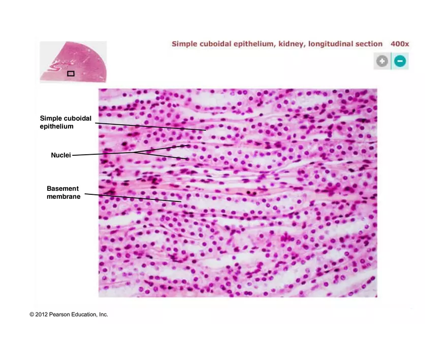Exercise #6 Classification of Tissues - Epithelial Tissue - Page 22